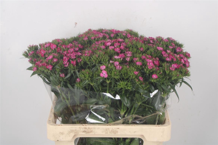 <h4>Di Barb Amazone Pink</h4>