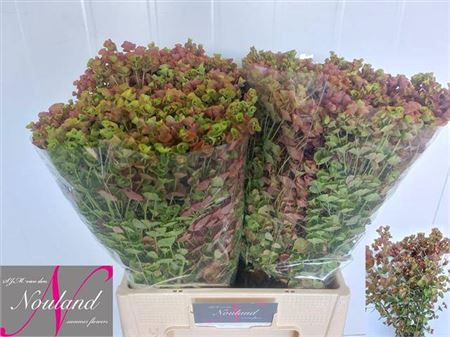<h4>Euphorbia</h4>
