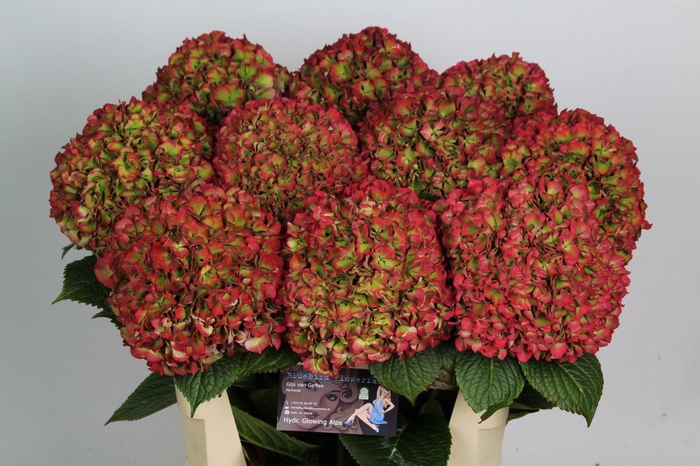 <h4>HYDR M GLOW ALPS CL</h4>