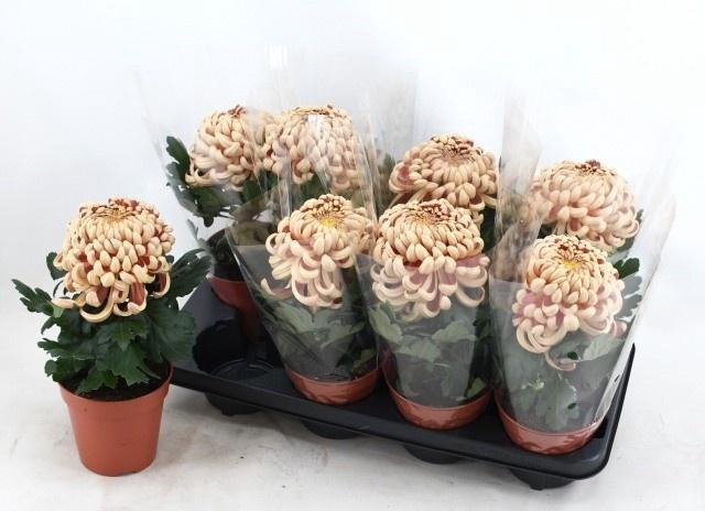 <h4>CHRYS VIENNA COPPER</h4>