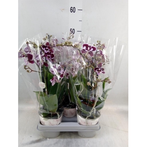 Phalaenopsis   ...mix