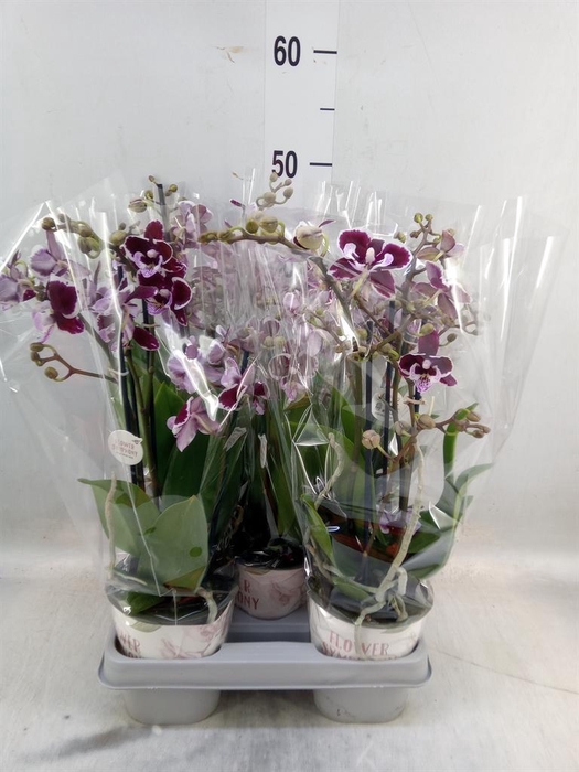 <h4>Phalaenopsis   ...mix</h4>