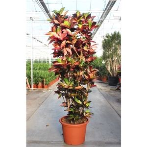 Codiaeum variegatum kleinbladig 'Mrs Iceton'