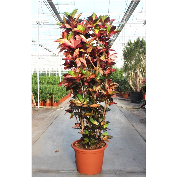 <h4>Codiaeum variegatum kleinbladig 'Mrs Iceton'</h4>