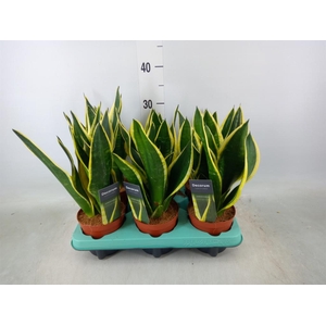 Sansevieria trifa.   ...