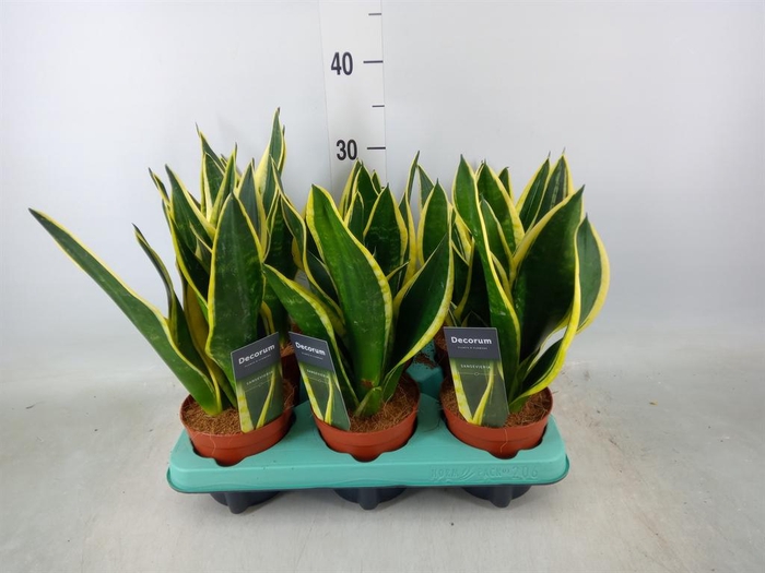 <h4>Sansevieria trifa.   ...</h4>