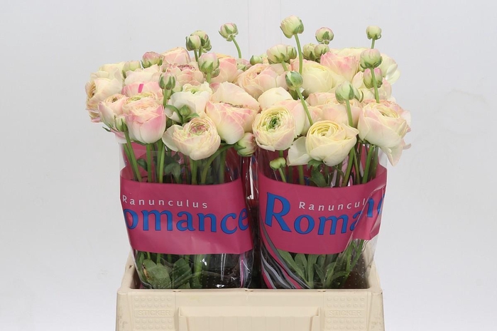 Ranunculus Romance Hydra