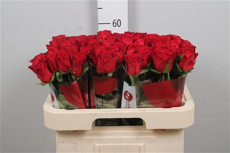 <h4>R Gr Revolution</h4>