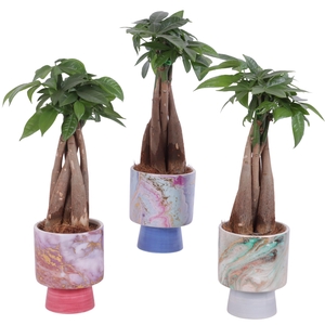 Pachira Braided Ø09cm in Ø10cm Ceramic FB676