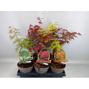 Acer palmatum