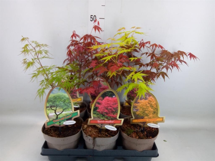 <h4>Acer palmatum</h4>