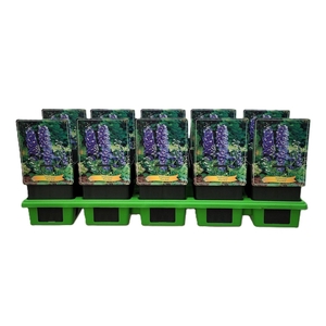 Delphinium Blue Bird P11