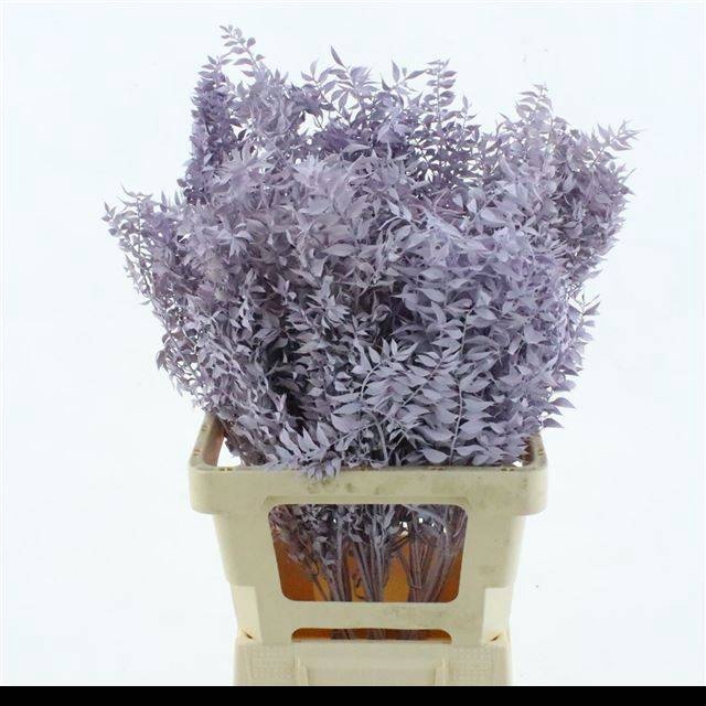 <h4>RUSCUS OV KLB H%</h4>