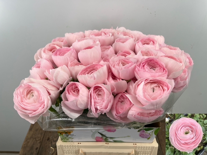 <h4>RAN SU HANOI</h4>