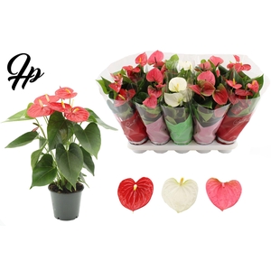 Anthurium 12 cm 3 color mix in Couture sleeve