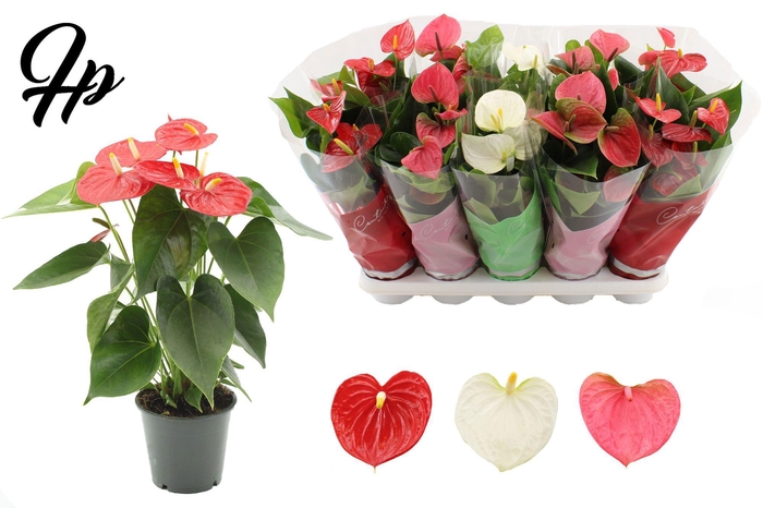 <h4>Anthurium 12 cm 3 color mix in Couture sleeve</h4>