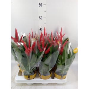 Vriesea  'Twinkle'