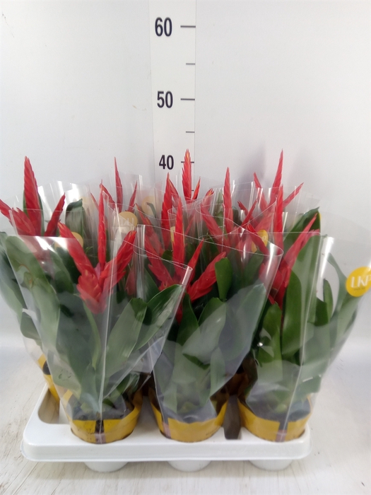 <h4>Vriesea  'Twinkle'</h4>