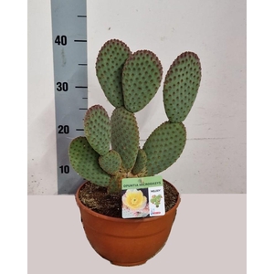 OPUNTIA