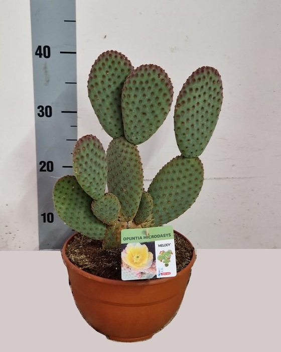 <h4>OPUNTIA</h4>