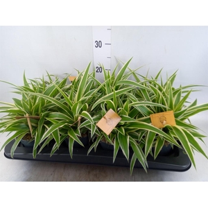 Chlorophytum com. 'Ocean'