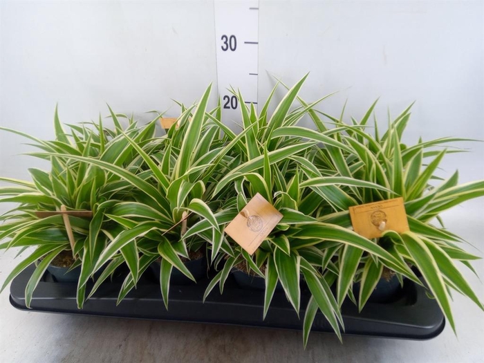 <h4>Chlorophytum com. 'Ocean'</h4>
