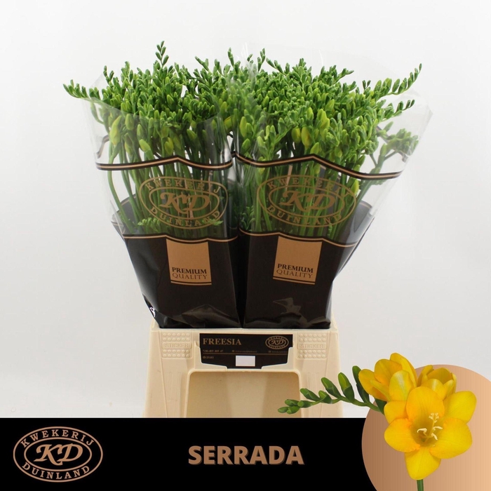 <h4>Freesia enk Serrada</h4>