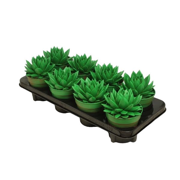 <h4>Echeveria coloured Green</h4>