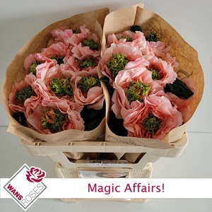 RS GR MAGIC AFFAIRS!