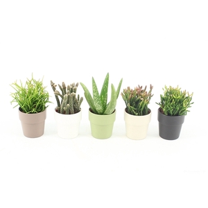 Succulenten Mix P5,5 in Dubai