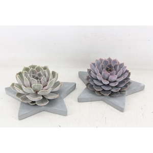 arr3 Demi - Betonnen ster