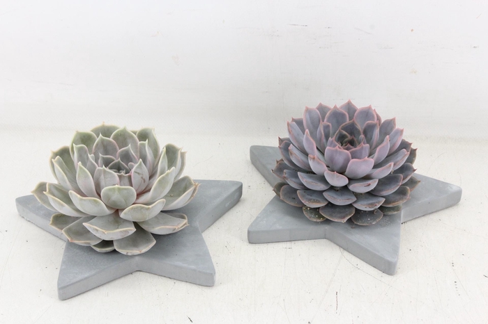 <h4>arr3 Demi - Betonnen ster</h4>