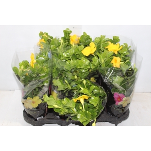 DIPLADENIA GOLDEN P14 PREMIUM