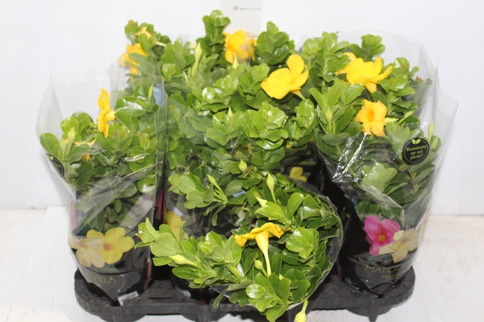 <h4>DIPLADENIA GOLDEN P14 PREMIUM</h4>