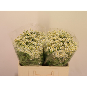 TANA PA SINGLE VEGMO