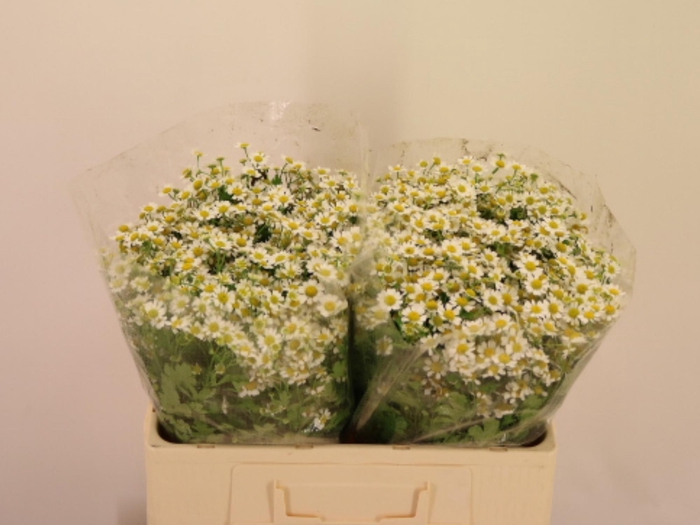 <h4>TANA PA SINGLE VEGMO</h4>