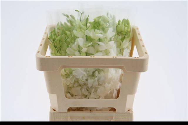 <h4>DENDR M POMP WIT</h4>