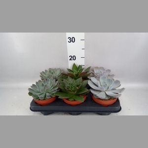 Echeveria   ...mix