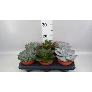 Echeveria   ...mix