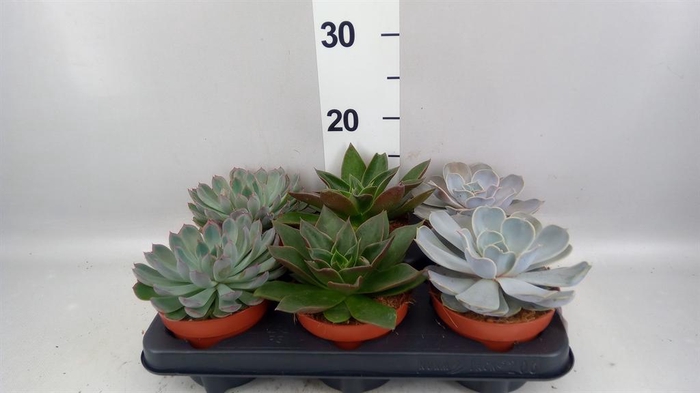 <h4>Echeveria   ...mix</h4>