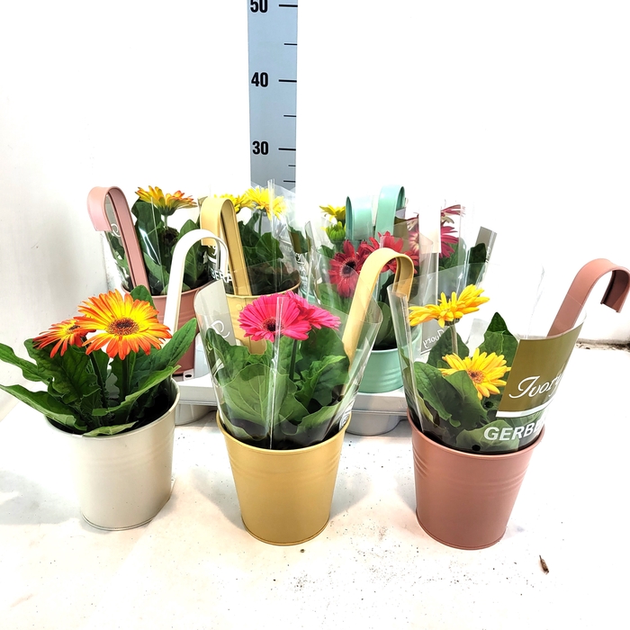 <h4>ARR TUINPLANTEN</h4>