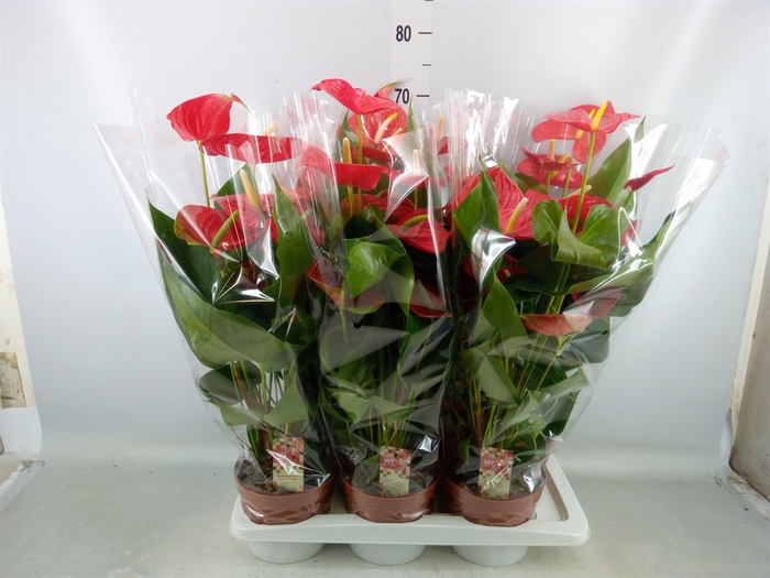 <h4>Anthurium andr. 'Kentucky'</h4>