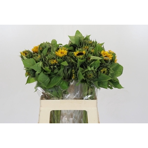 Helianthus Orange Fire