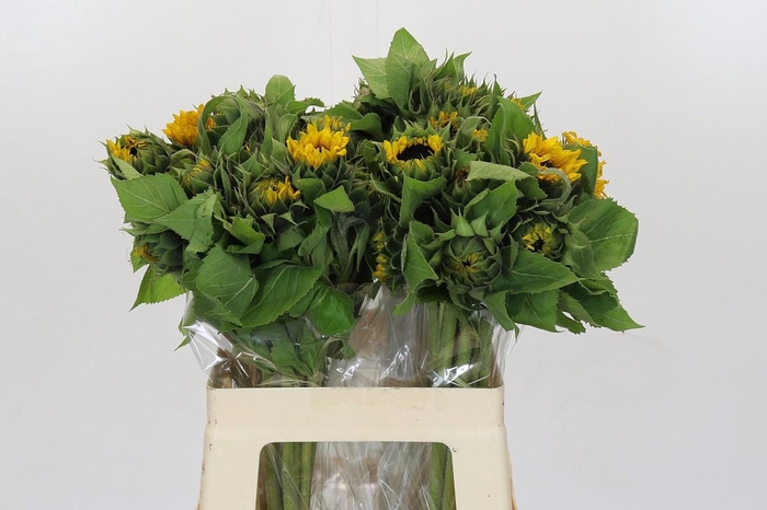 <h4>Helianthus Orange Fire</h4>