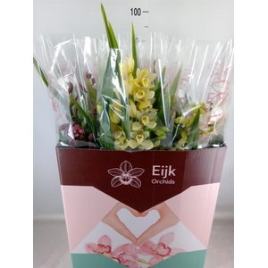 Cymbidium   ...mix