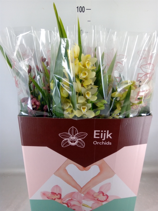 <h4>Cymbidium   ...mix</h4>