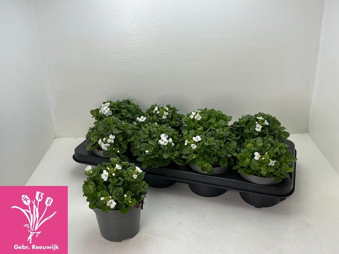 <h4>ARABIS CAUCASICA</h4>