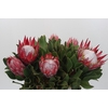 Protea Cyn. Claire