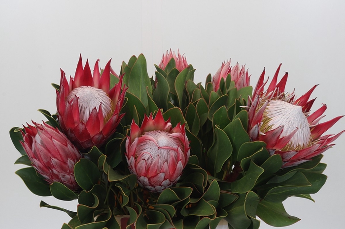 Protea Cyn. Claire