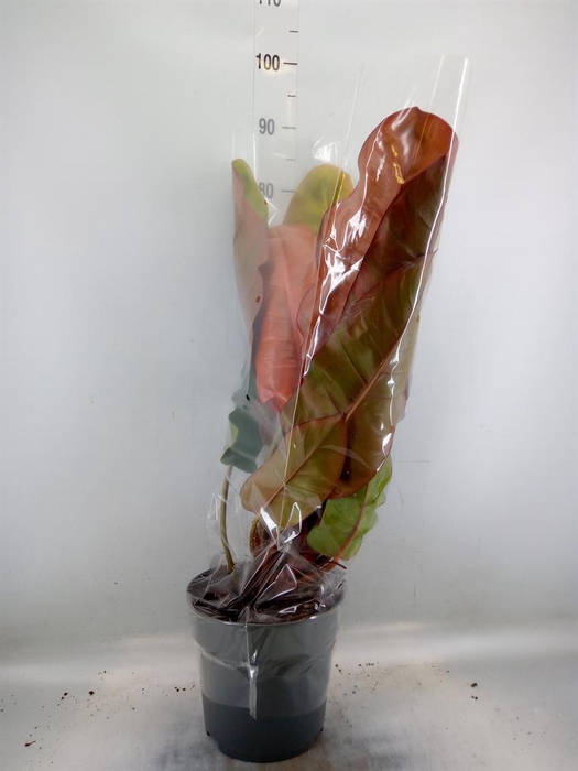 <h4>Philodendron   ...</h4>